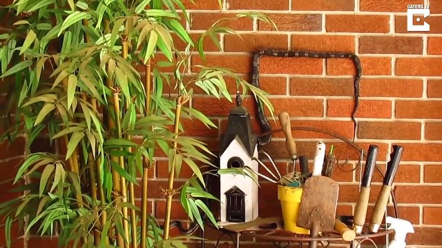 Un serpent suit les briques du mur pour avancer