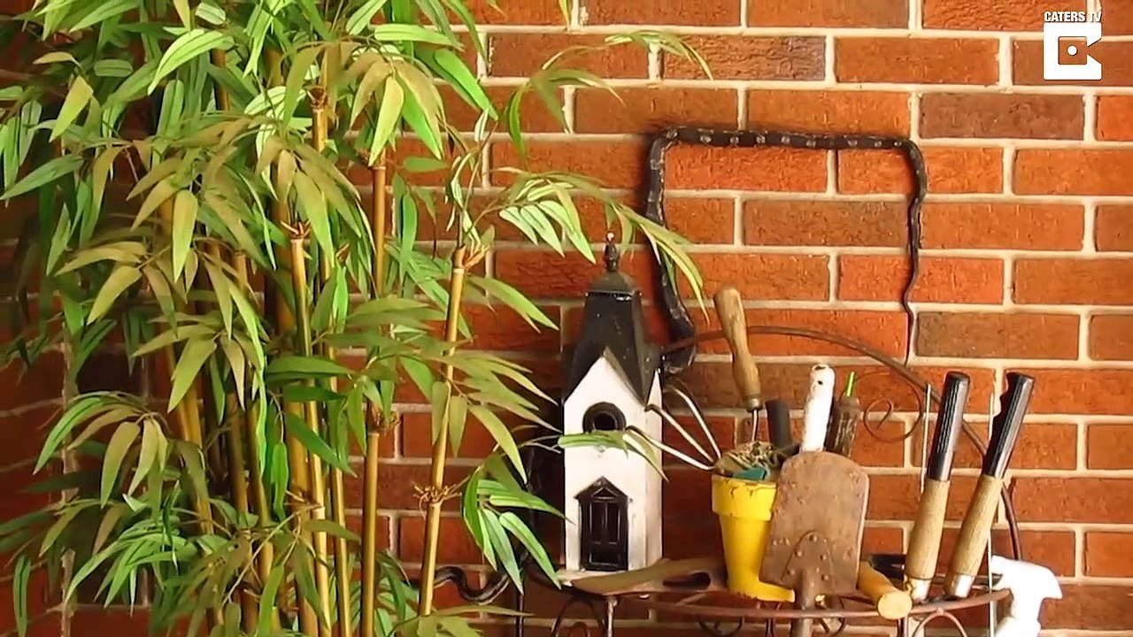 Un serpent suit les briques du mur pour avancer