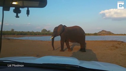 Video herunterladen: Cet éléphant en colère jette des bouts de bois sur une voiture