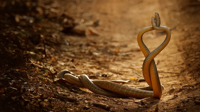 Yılanların dansı kamerada