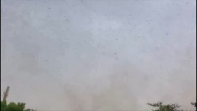 La India se enfrenta a la peor plaga de langostas en décadas