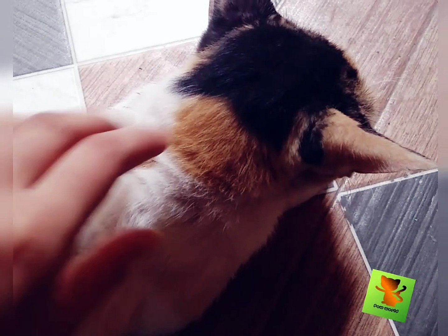 ⁣Cat love - love Cat