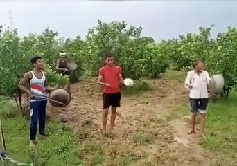 आगरा पहुंचा टिड्डी दल, किसानों की बढ़ी चिंता