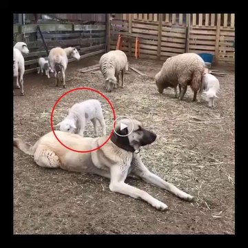 KUZULAR ve SiVAS KANGAL KOPEGi - SHEEP and ANATOLiAN SHEPHERD DOG KANGAL