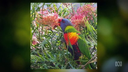 Gardening Australia episode 21 2020