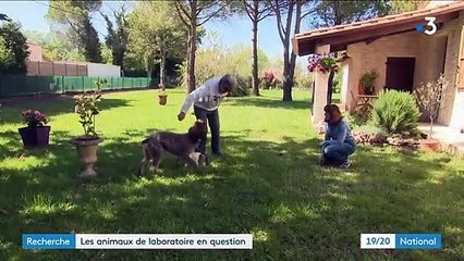 Le gouvernement assouplit la loi sur l'utilisation des animaux dans les laboratoires