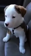 Cute Little Furball Annoyed By Hiccups