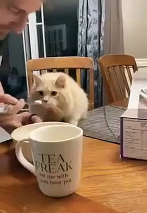 Cat s Epic Reaction To Ice Cream