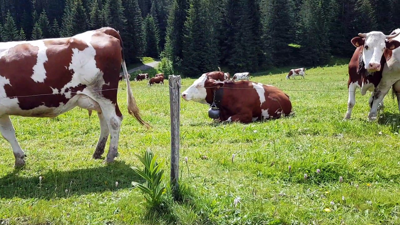 Les jolies vaches