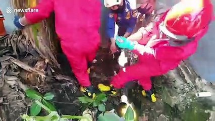 Massive three-metre long python stuck in pipe at Indonesian family home