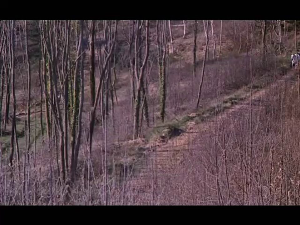 Un cos al bosc (Pau Riba)