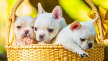 Great Love French Bulldog - Funny and Cute French Bulldog Compilation