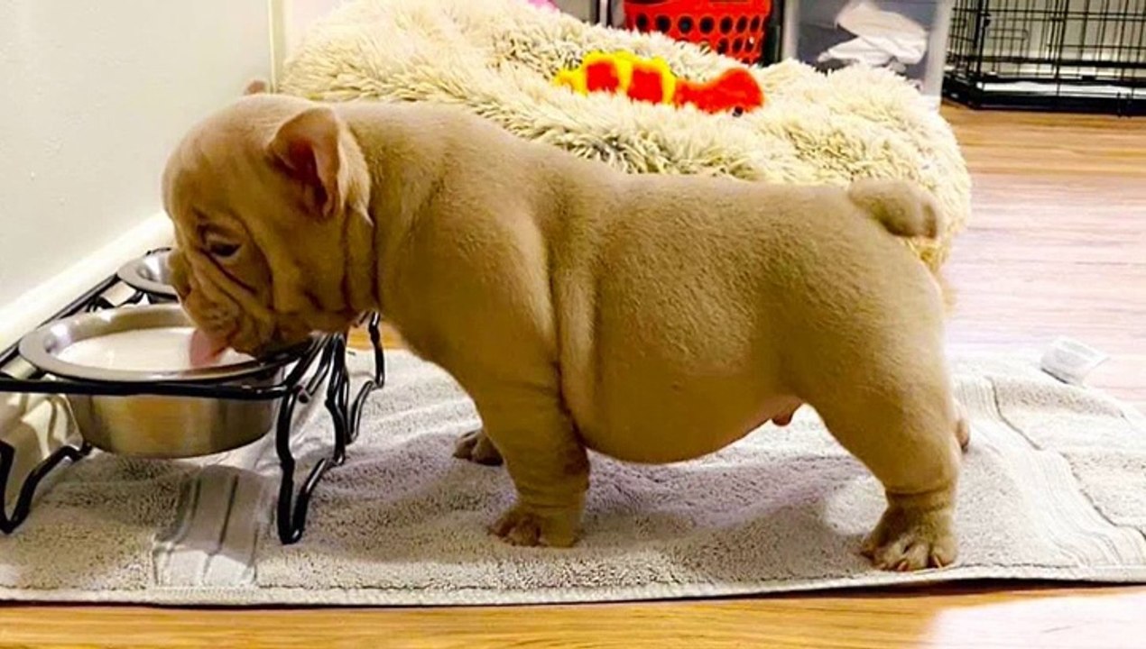 Cutest French Bulldog - Funny and Cute French Bulldog Puppies _ Dogs Awesome