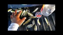 Homemade Plastic Bottle Fish Trap using MCDONALD'S French Fries! Micro Fishing