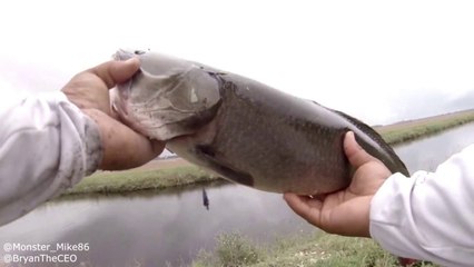 Rapala Suspending Lure and more...