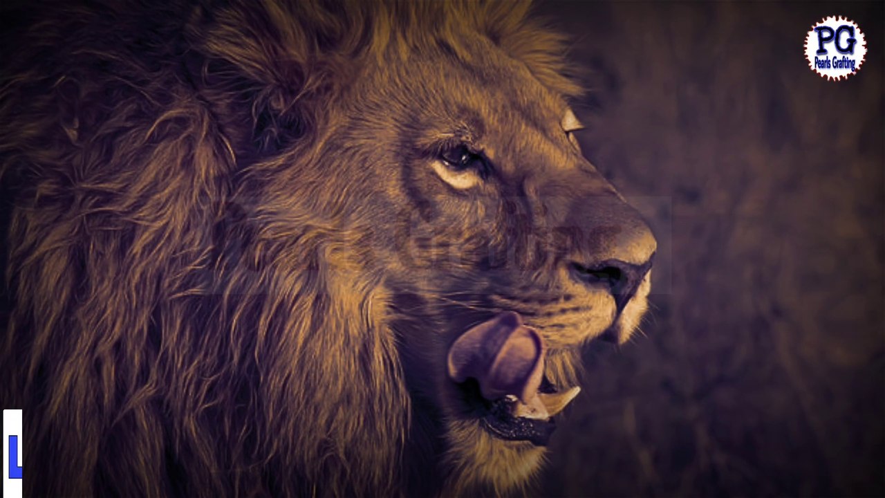 Power of muslims|Ummat e muslima kay zawal ki wjah|Metaphoric story of lion and fox|Muslim Decline