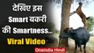 Viral Video : देखिए इस smart बकरी की Smartness...| वनइंडिया हिंदी