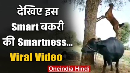 Viral Video : देखिए इस smart बकरी की Smartness...| वनइंडिया हिंदी