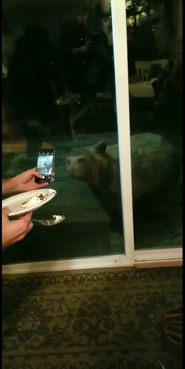 Curious Bear Comes for a Visit