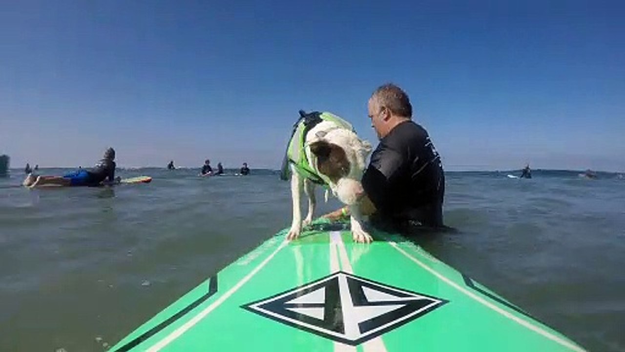Abandoned Dog Becomes Surfing Pro