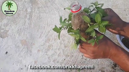 how to grow mint from cuttings