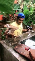 Amazing Animals in Lock Down