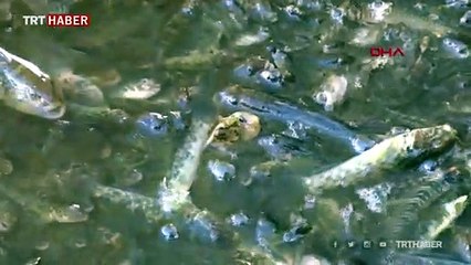 Küçükçekmece Gölü'nde binlerce balık kıyıya vurdu