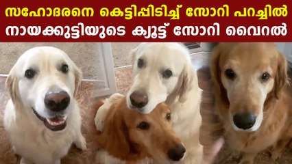 dog apologies to brother in cute way