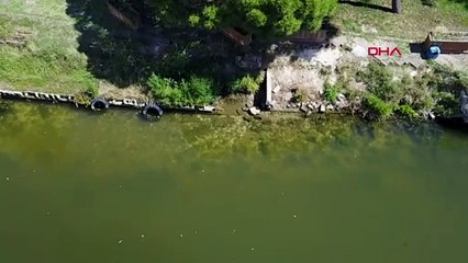 Küçükçekmece Gölü’nde binlerce balık kıyıya vurdu