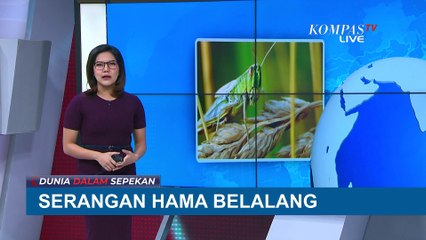 Serangan Belalang di Argentina Merusak Perkebunan Jagung