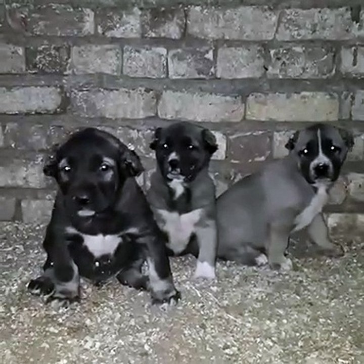 SEViMLi ANADOLU COBAN KOPEGi YAVRULARI - CUTE ANATOLiAN SHEPHERD DOG PUPPiES