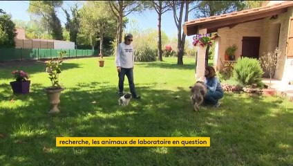 Recherche : des animaux domestiques utilisés en laboratoire ?
