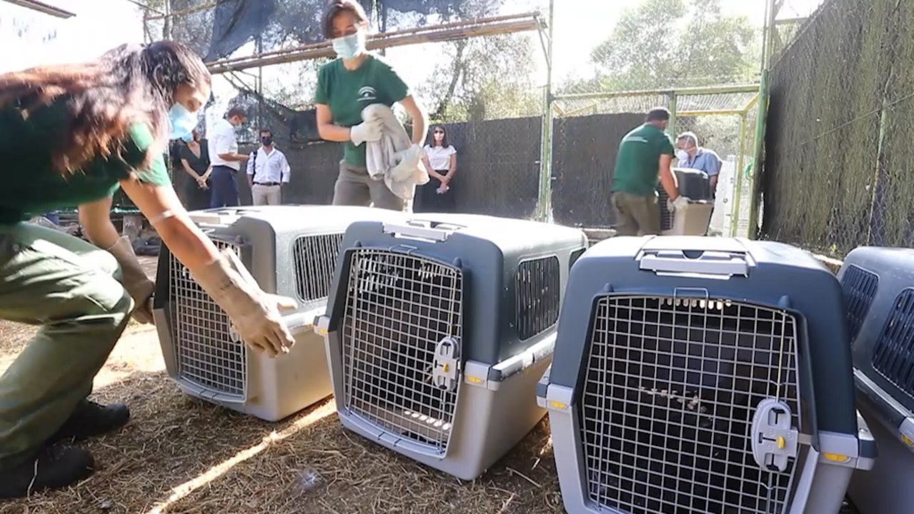 Junta envía a Francia cinco buitres negros para culminar su recuperación