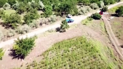 Yasa dışı kenevir ekimine sıkı takip: 550 kök kenevir bitkisi ele geçirildi