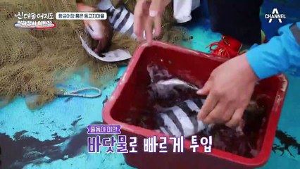 이 크기 실화? 입이 떡~ 벌어지는 동고지마을 자연산 참돔!