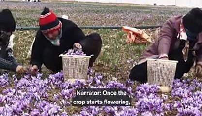 Real saffron can cost you over $10,000 per kilo. Here's what makes it so expensive
