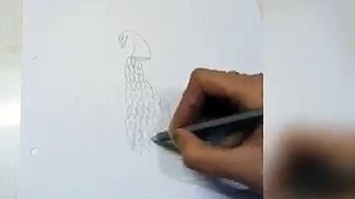 How to draw a beautiful peacock _ Sketch and Art _ peacock art and drawing _ amazing art and sketch