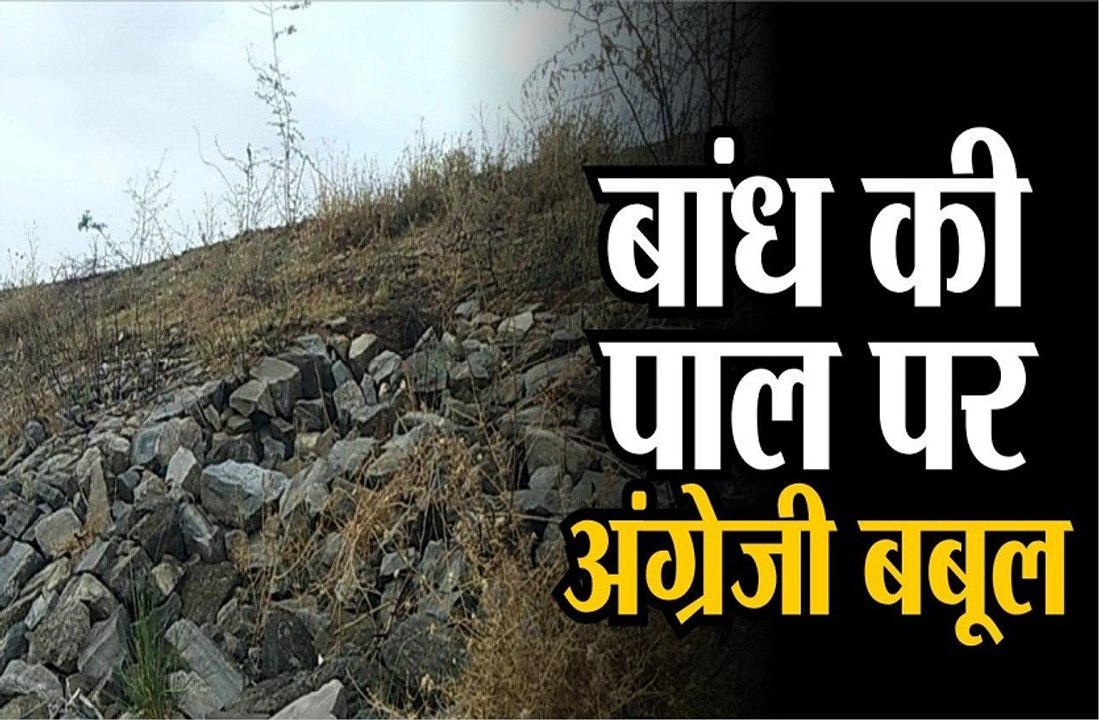 बांध की पाल पर अंग्रेजी बबूल