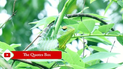 Amazing wildlife and beautiful nature around the world.