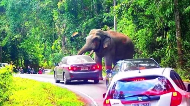 When Animals Escaped from Zoo and Circus