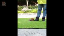 Mini Pomeranian - Funny and Cute Pomeranian Videos #5 - CuteVN