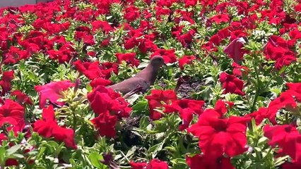 Çiçek gibi Başkent