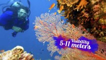 Scuba Diving in India - Top 5 Destinations
