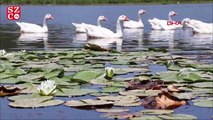 182 kuş türünü barındıran göl koruma altına alındı