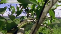 Flying Snakes ,hunting Flying ,Dragon  Leaping ,Lizard National Geographic, - Snakes really can fly