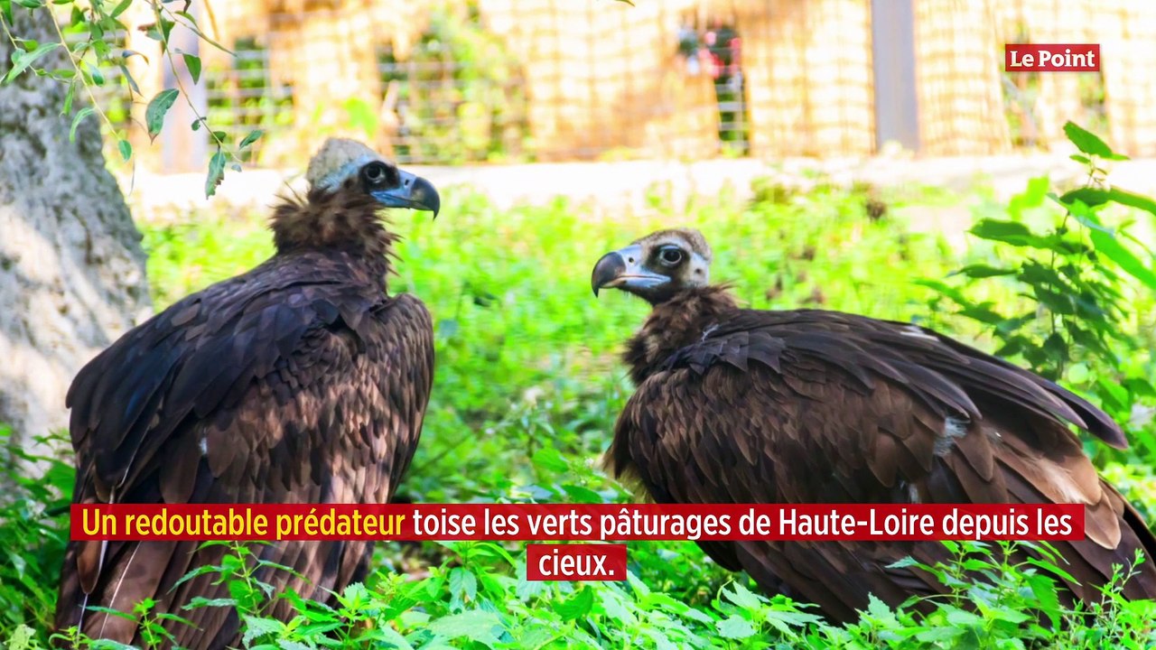 Haute-Loire : des vautours tueurs sèment la panique chez les agriculteurs