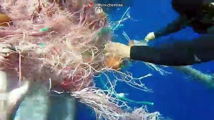 Guardia Costiera - Salvataggio capodoglio