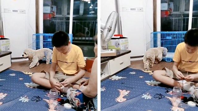 Un petit chien a trop chaud