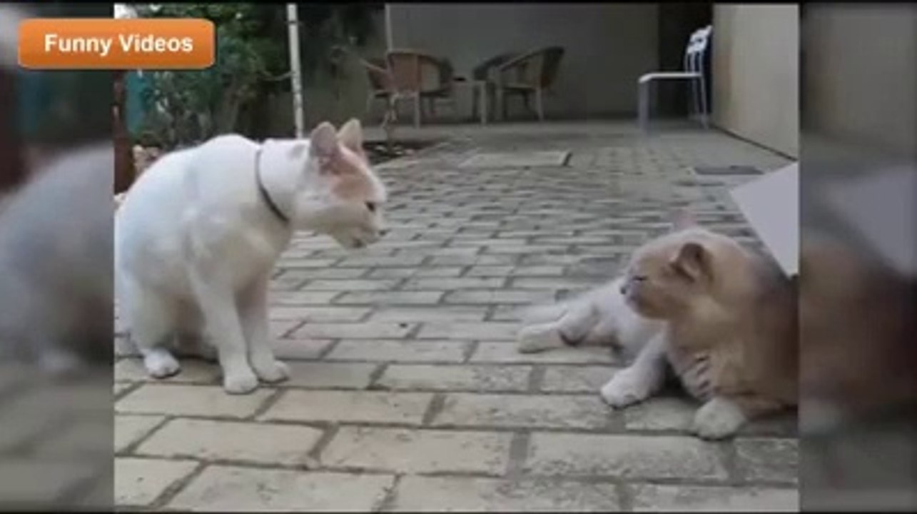 Animal funny video  ( just for laugh) part - 3