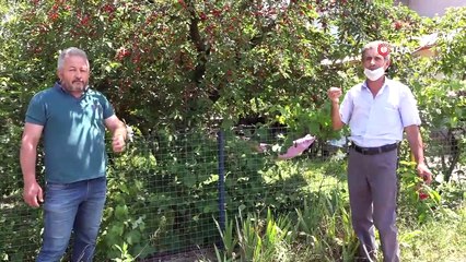 Bahçesine, 'Özenip de yemeden geçen günahını kendi çeksin' yazısı astı